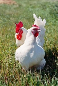 Male and female chickens, white leg