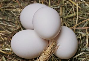 Egg, White