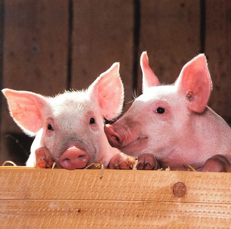 豚肉ができるまで ブタの種類 役割 その一生について解説 その2 種豚編